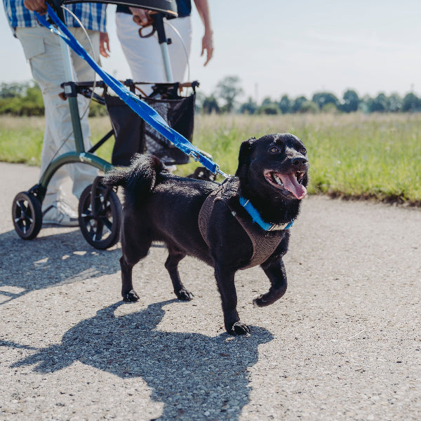 Saljol Mitarbeiterin Fraukes Hund Kalle mit Rollator