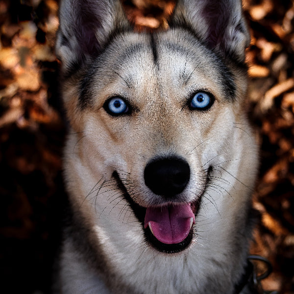 Hund der Saljol Finance und HR Mitarbeiterin Janina