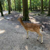 Wandern mit Rollator: Wildtierpark Poing