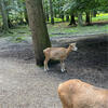 Wandern mit Rollator: Wildtierpark Poing